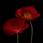Close-up photograph of a vibrant red poppy flower with delicate petals, captured by TOMas Rodak using a Hasselblad camera, showcasing a striking floral motif.