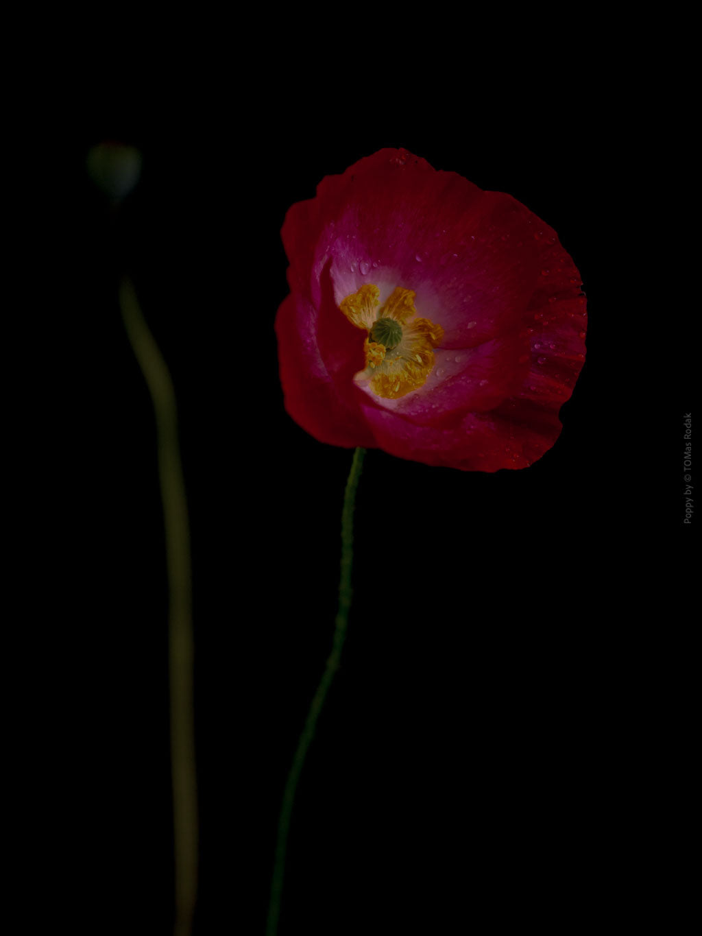 Close-up photograph of a vibrant red poppy flower with delicate petals, captured by TOMas Rodak using a Hasselblad camera, showcasing a striking floral motif.
