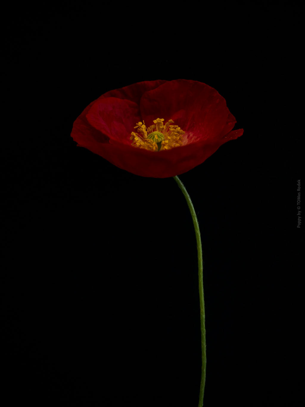 Close-up photograph of a vibrant red poppy flower with delicate petals, captured by TOMas Rodak using a Hasselblad camera, showcasing a striking floral motif.