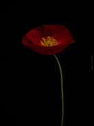 Close-up photograph of a vibrant red poppy flower with delicate petals, captured by TOMas Rodak using a Hasselblad camera, showcasing a striking floral motif.